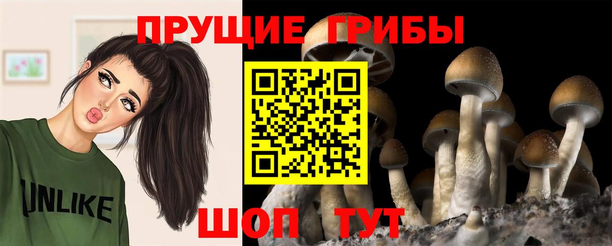 Псилоцибиновые грибы Psilocybine cubensis  Вход с VPN  Михайловка 